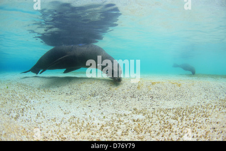 Galapagos-Seelöwen schwimmen unter Wasser in der Lagune Stockfoto
