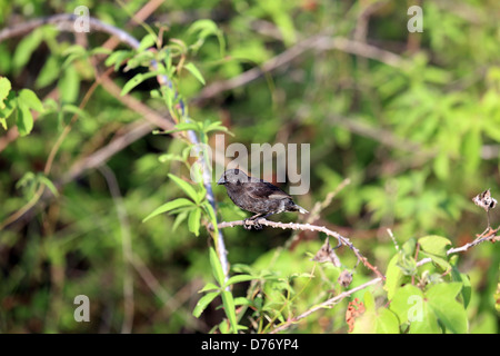 Mittelfein gemahlenen Finch, Galapagos-Inseln Stockfoto