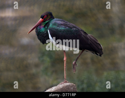 Schwarzstorch (Ciconia Nigra) Stockfoto