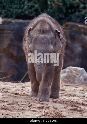 Asiatischer Elefant (Elephas Maximus) Kalb Stockfoto