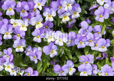 Stiefmütterchen Blumen blühen im Garten Hintergrund Stockfoto