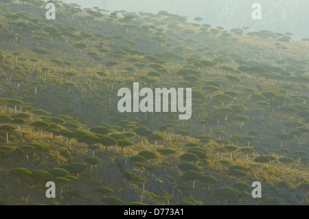 Erstaunlichen Anblick von einem Drachen Blut Baum Wald auf Sokotra Stockfoto