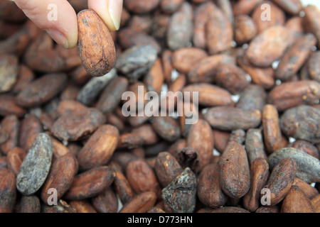 Handewitt, Deutschland, geröstete Kakaobohnen in einer Schokoladenfabrik Stockfoto