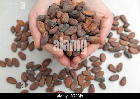 Handewitt, Deutschland, geröstete Kakaobohnen in einer Schokoladenfabrik Stockfoto