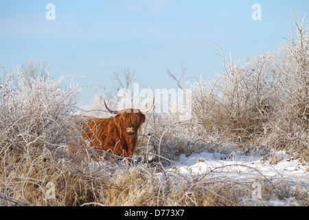 Glücksburg, Deutschland, schottische Hochlandrinder in Ganzjaehriger Freilandhaltung Stockfoto