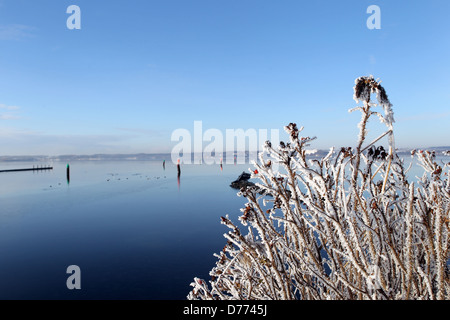 Glücksburg, Deutschland, Raureif auf einem Strauch Hagebutten auf der Flensburger Förde Stockfoto