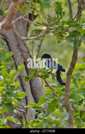 Indien, Spangled Drongo (Dicrurus Bracteatus) Stockfoto