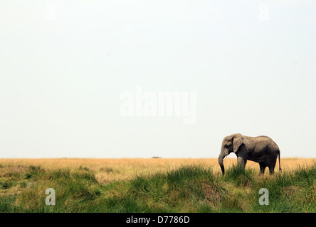 Afrikanischer Elefant (Loxodonta Africana) in Savanne, Serengeti, Tansania Stockfoto