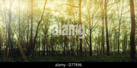 Eingabe Nadel-Stand an einem nebligen Morgen herbstlichen Sonnenstrahlen Stockfoto