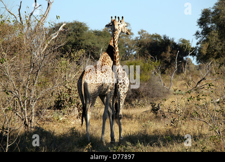 Giraffe zu zweit am Khwai River, Botswana Stockfoto