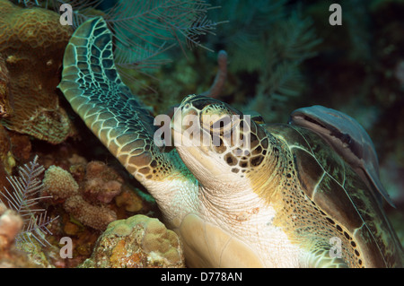 Eine grüne Meeresschildkröte ruht unter Wasser an einem Korallenriff in der Nähe der Insel Roatan, Honduras. Stockfoto