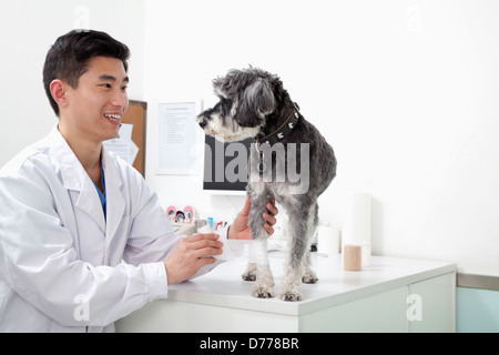 Hund im Büro des Tierarztes Stockfoto