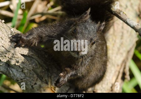 Ein schwarzer melanistische graue Eichhörnchen klettert einen Baum. Stockfoto
