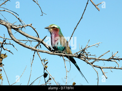 Lilac-breasted Roller auf einem Ast, Khwai River, Botswana Stockfoto