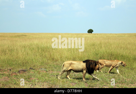 Paar der Löwe (Panthera Leo) zu Fuß durch die Savanne, Massai Mara, Kenia Stockfoto