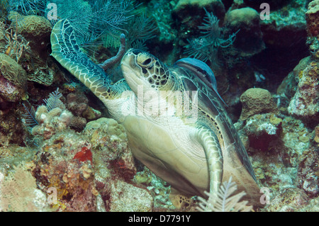 Eine grüne Meeresschildkröte ruht unter Wasser an einem Korallenriff in der Nähe der Insel Roatan, Honduras. Stockfoto