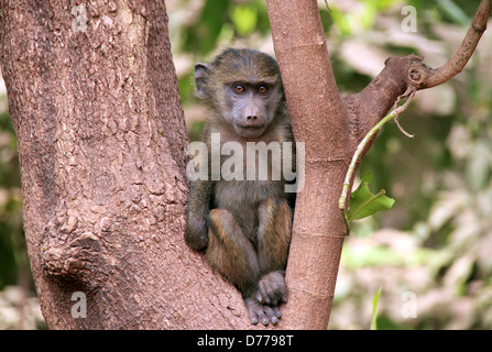 Juvenile Olive Pavian (Papio Anubis) in einem Baum, Lake Manyara, Tansania Stockfoto