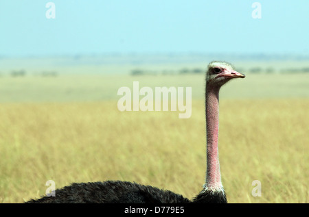 Nahaufnahme von einem gemeinsamen Strauß (Struthio Camelus) mit Savannah im Hintergrund, Massai Mara, Kenia Stockfoto