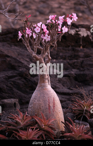 Blühender Flaschenbaum in Socotra Stockfoto