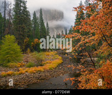 Yosemite Nationalpark, Kalifornien; Ein Blick auf El Capitan im Nebel der Merced Fluss entlang mit einem Hartriegel in Herbstfarben. Stockfoto