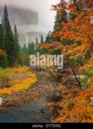 Yosemite Nationalpark, Kalifornien; Ein Blick auf El Capitan im Nebel der Merced Fluss entlang mit einem Hartriegel in Herbstfarben. Stockfoto