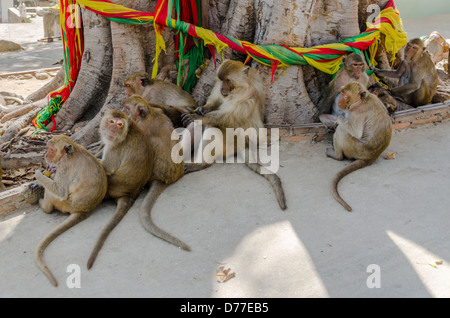 Gruppe von Makaken-Affen sitzen auf Basis des heiligen Baum gewickelt mit bunten Stoff am Affenberg in Hua Hin in Südthailand Stockfoto