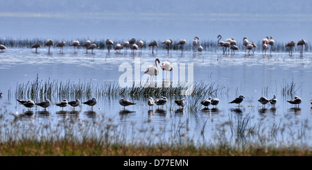 Lesser Flamingo & Grey-headed Gull Zeilen in Lake Nakuru, Kenia Stockfoto