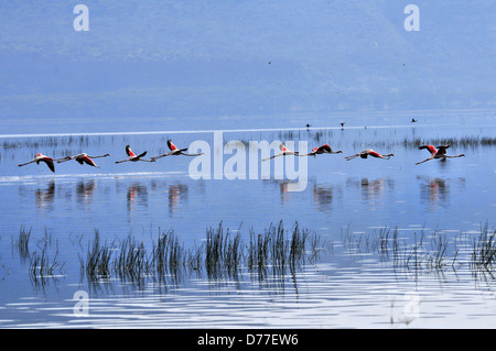 Größere Flamingo Abflug- und Reflexionen über Lake Nakuru, Kenia Stockfoto