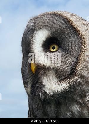 Meg – Bartkauz, Weiblich, geschlüpft 2012 Stockfoto