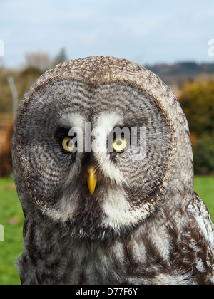 Meg – Bartkauz, Weiblich, geschlüpft 2012 Stockfoto