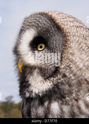 Meg – Bartkauz, Weiblich, geschlüpft 2012 Stockfoto