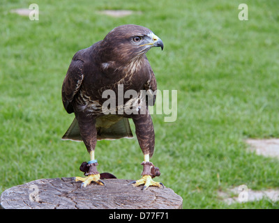 Falknerei Heiligtum fliegenden Falken Stockfoto