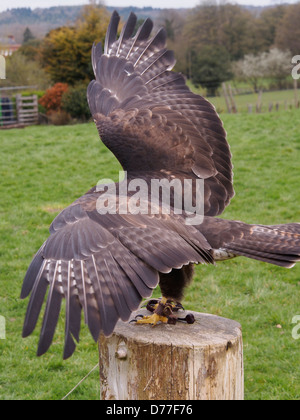 Falknerei Heiligtum fliegenden Falken Stockfoto