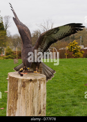 Falknerei Heiligtum fliegenden Falken Stockfoto