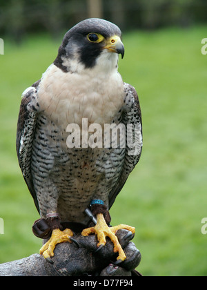 Falknerei Heiligtum fliegenden Falken Stockfoto