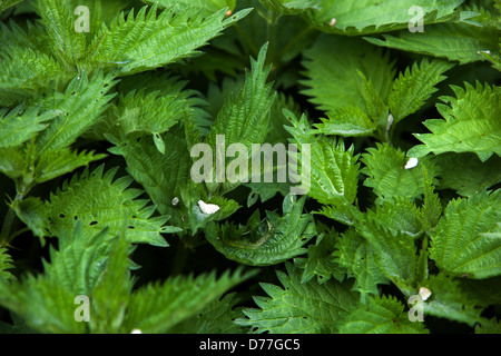 Brennnessel, Urtica dioica, Frischer Frühling Blätter Stockfoto