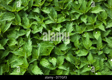 Brennnessel, Urtica dioica hinterlässt grüne Quelle Stockfoto