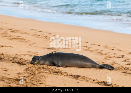 Hawaiianische Mönchsrobbe mit Radio tracking-tag auf seinen Rücken, Aliomanu, Kauai, Hawaii Stockfoto