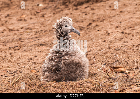 Laysan Albatros Küken auf dem Nest, Kilauea Point National Wildlife Refuge, Kauai, Hawaii Stockfoto