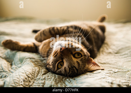 Katze auf Bett, Kauai, Hawaii Stockfoto