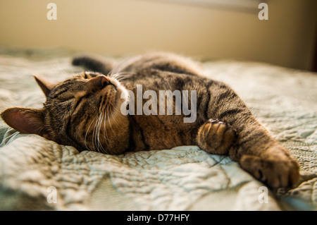 Katze auf Bett, Kauai, Hawaii Stockfoto