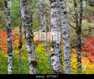 Mount Baker-Snoqualmie National Forest, WA; Rot-Erle (Alnus Rubra) Stämme mit Herbstfarben der Rebe-Ahorn (Acer Circinatum) Stockfoto