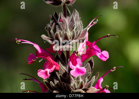 Kolibri Salbei auf einem Wanderweg in goleta Stockfoto