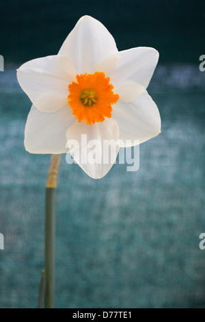 Margarets Melodie Narzissen Narcissus Stockfoto