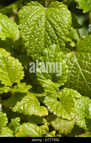 Zitronen-Melisse Melissa Officinalis pflanzliche Pflanze Stockfoto