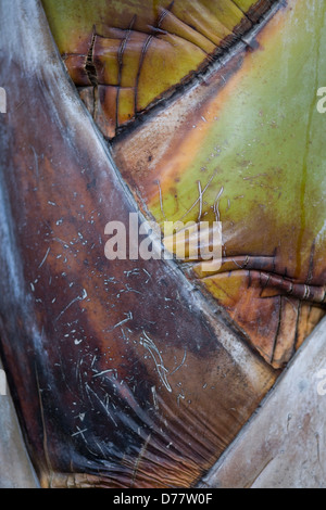 Nahaufnahme des Rumpfes ein Ravenala madagascariensis Stockfoto