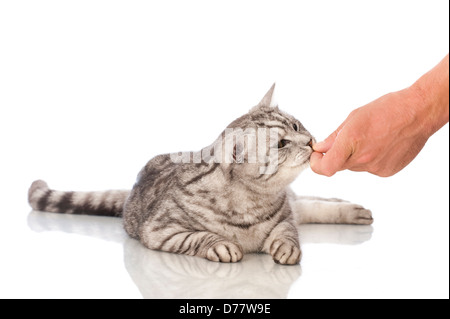 Katze bekommt Futter von Hand isoliert auf weiss Stockfoto