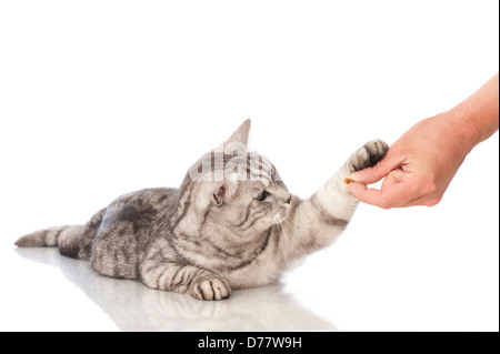 Katze bekommt Futter von Hand isoliert auf weiss Stockfoto
