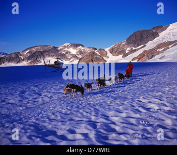 Musher Lothringen Tempel geben Hundeschlitten Tour Mitte Filiale Norris Gletscher Juneau Icefield Tongass National Forest Alaska. Stockfoto