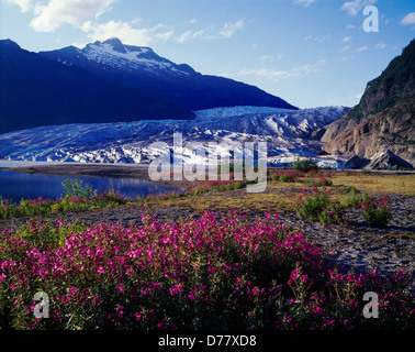 Zwerg Weidenröschen Epilobium Latifolium Mendenhall Lake Mendenhall Gletscher Tongass National Forest Alaska. Stockfoto